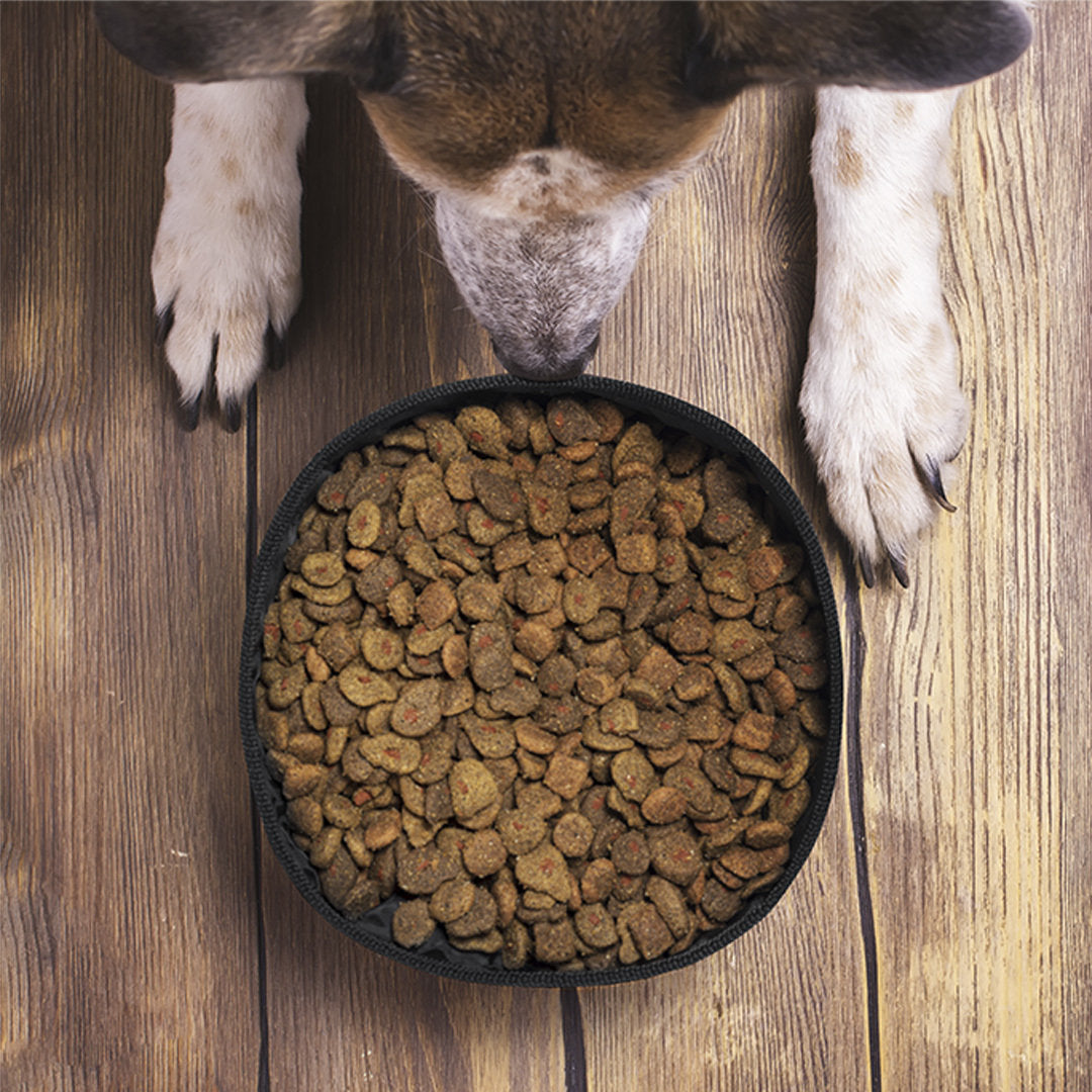 Poppy Foldable Pet Bowl – Sustainable and Practical