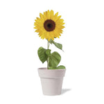 Tumil Biodegradable Nature Pot with Sunflower Seeds