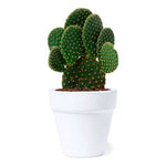 Konte Sustainable Pot – Eco-Friendly Promotional Gift from Fou Tees Ireland