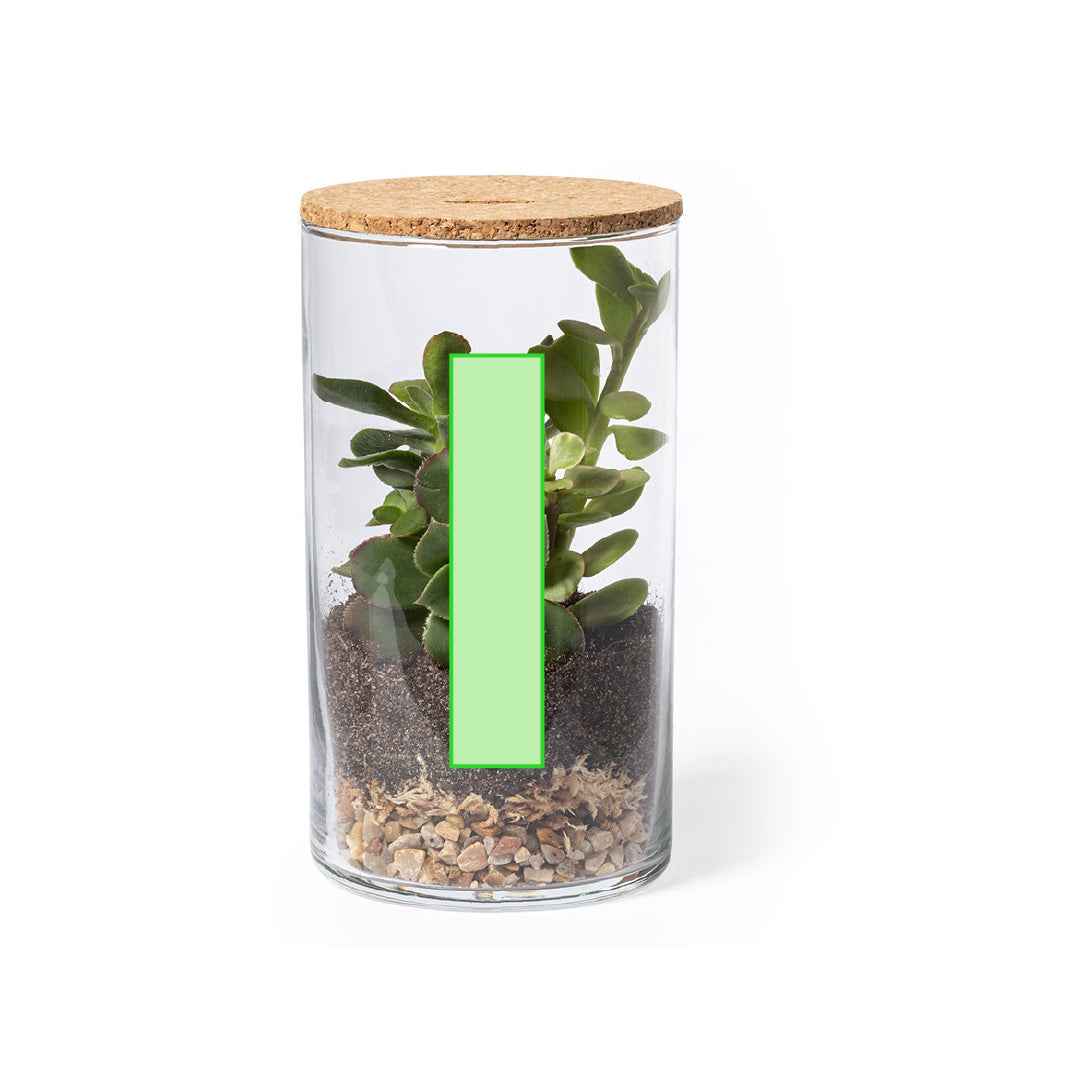 Anymak Terrarium – Sustainable Indoor Garden with Cactus Seeds