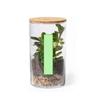 Anymak Terrarium – Sustainable Indoor Garden with Cactus Seeds