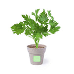 Nertel Sustainable Pots - Peppermint & Parsley Growing Set