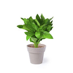 Nertel Sustainable Pots - Peppermint & Parsley Growing Set