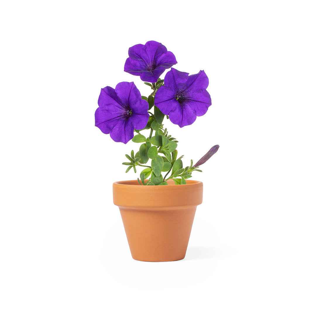 Soltax Pot with Petunia Flowers – Sustainable Gift from Fou Tees Ireland