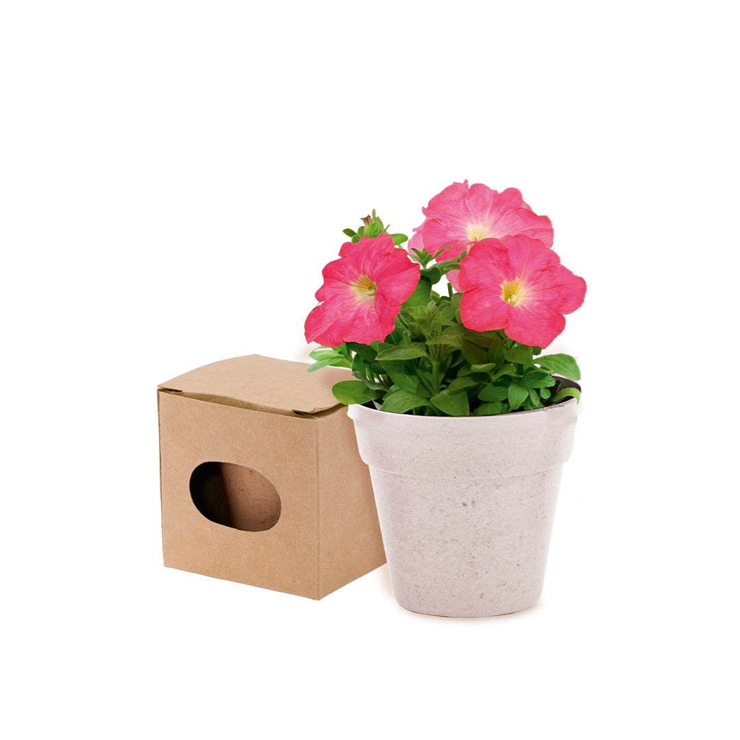 Nature Line Pot with Petunia Seeds – Sustainable Gifts from Fou Tees Ireland
