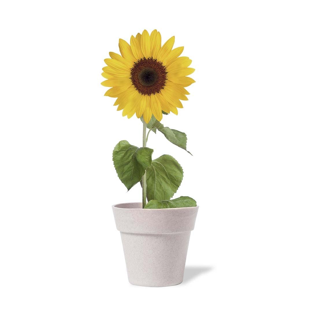 Tumil Biodegradable Nature Pot with Sunflower Seeds