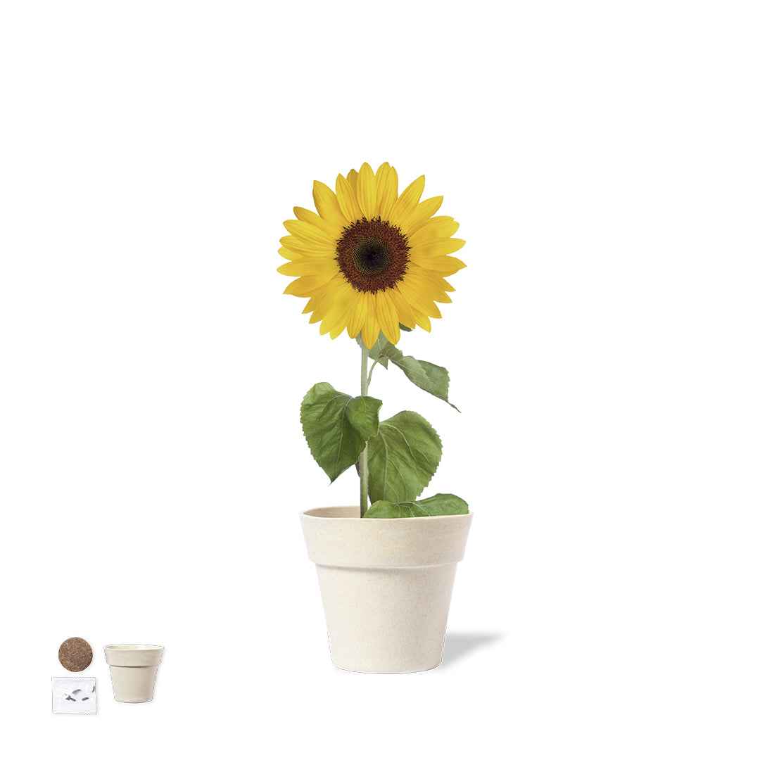 Tumil Biodegradable Nature Pot with Sunflower Seeds