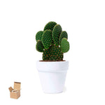 Konte Sustainable Pot – Eco-Friendly Promotional Gift from Fou Tees Ireland