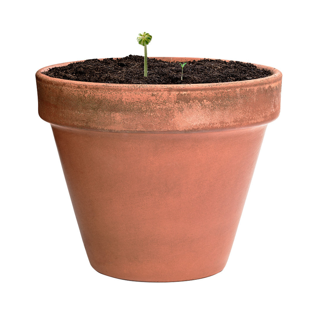 Mussox Seed Balls for Irish Businesses and Events | Fou Tees Ireland