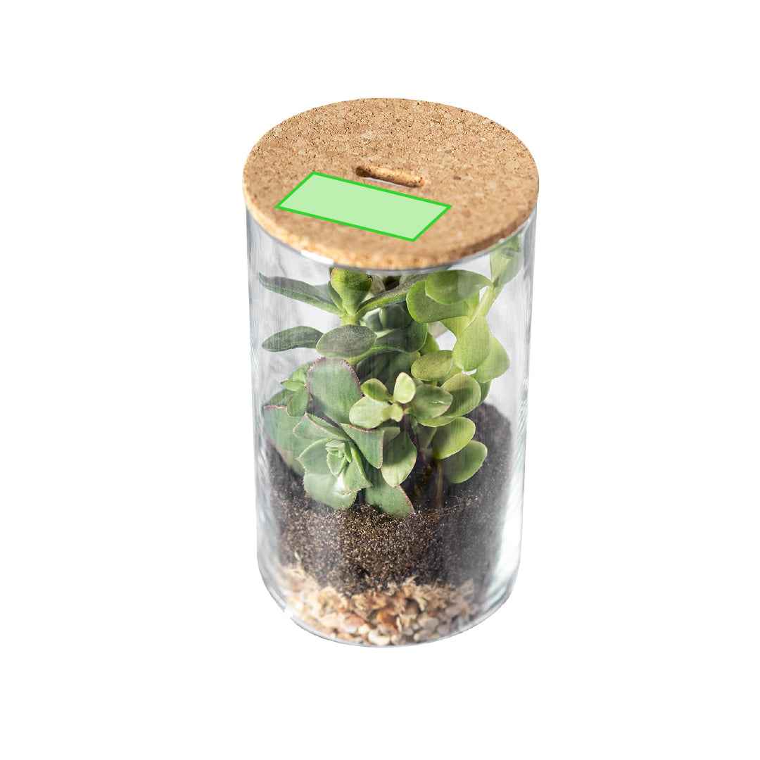 Anymak Terrarium – Sustainable Indoor Garden with Cactus Seeds