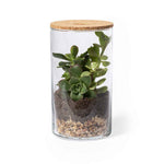 Anymak Terrarium – Sustainable Indoor Garden with Cactus Seeds