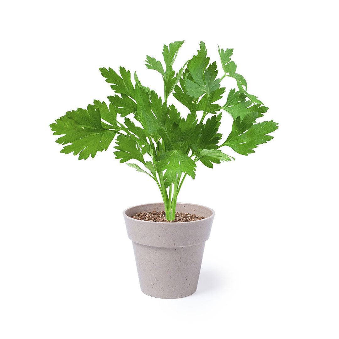 Nertel Sustainable Pots - Peppermint & Parsley Growing Set