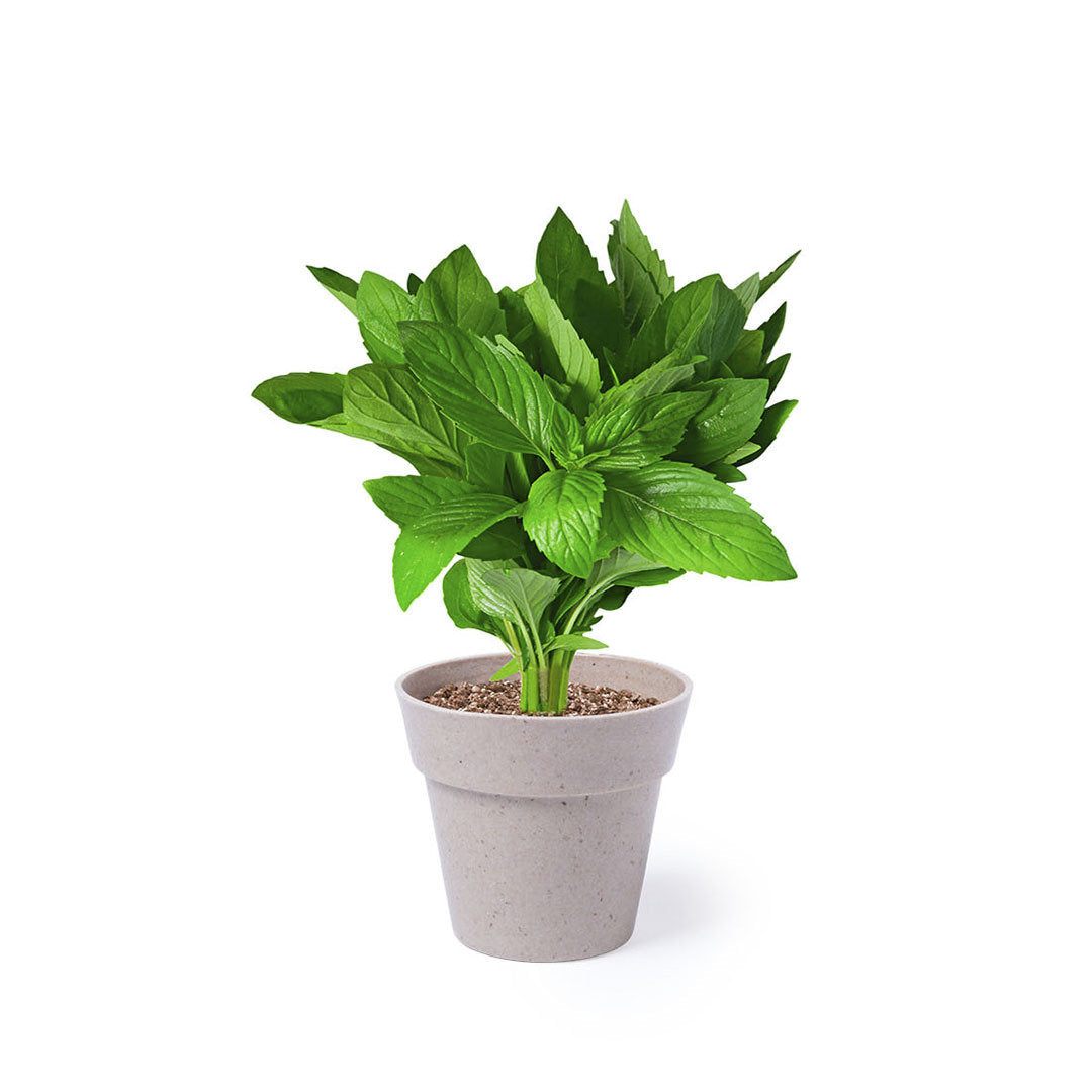 Nertel Sustainable Pots - Peppermint & Parsley Growing Set