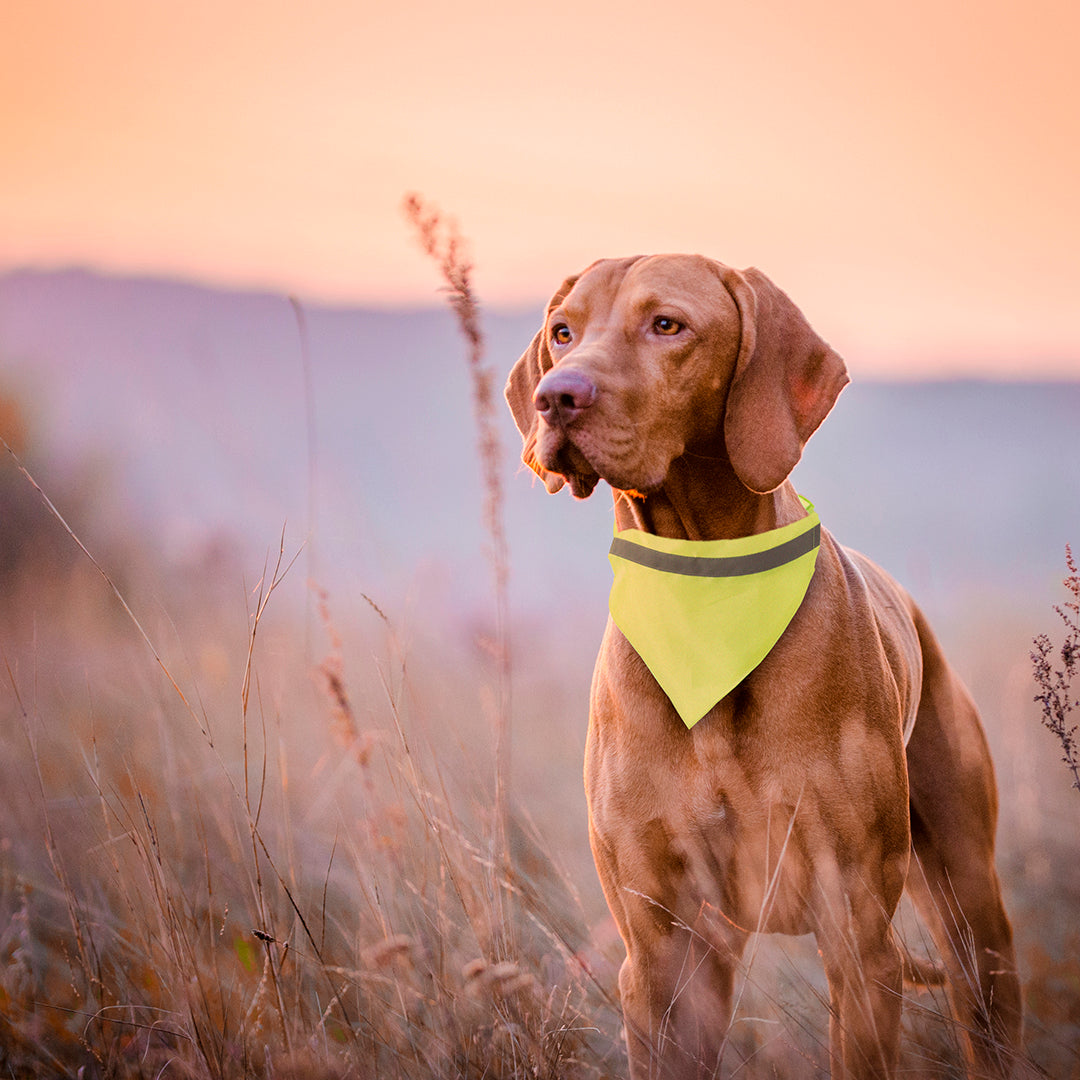 Bipols Reflective Pet Necklace – High Visibility and Durable Design