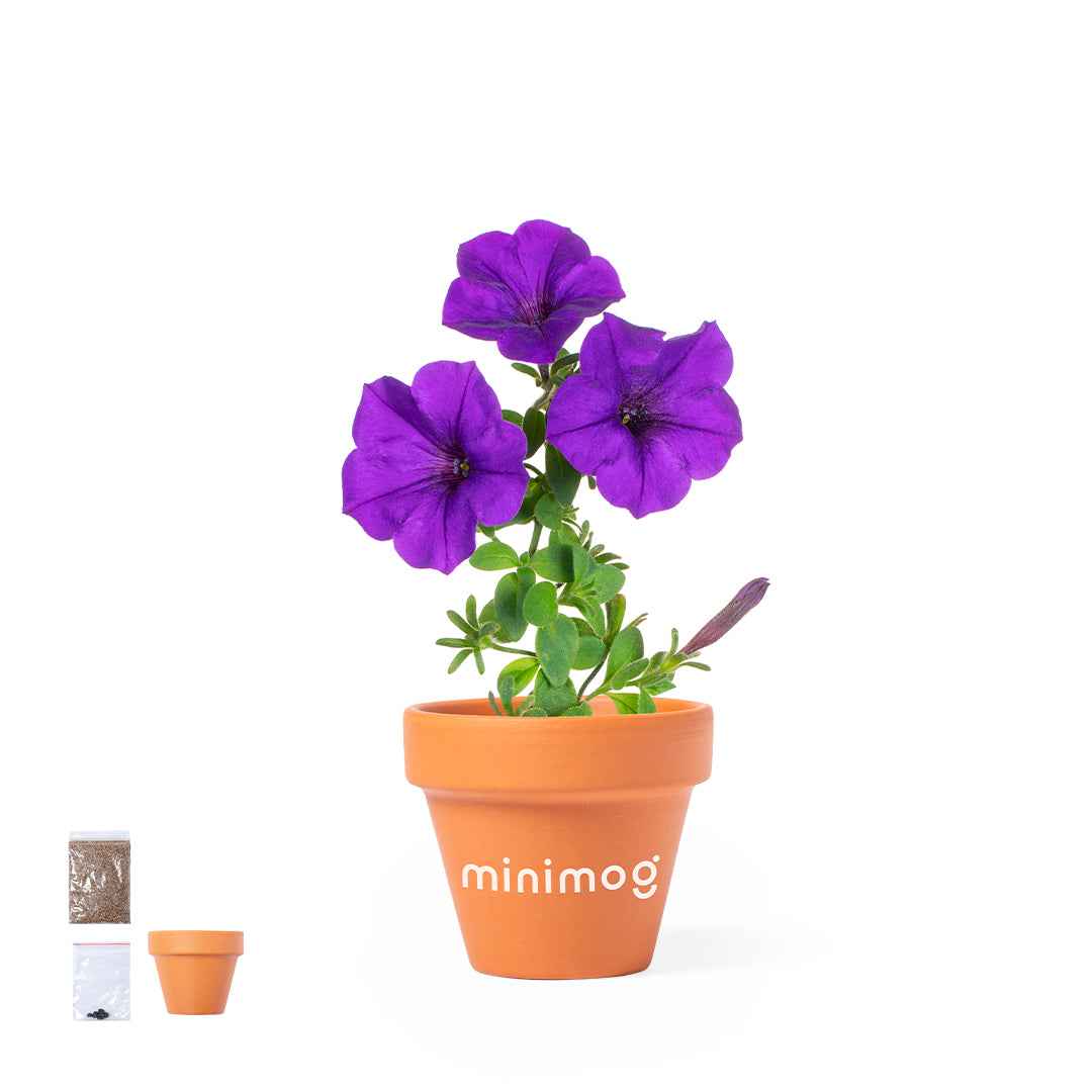 Soltax Pot with Petunia Flowers – Sustainable Gift from Fou Tees Ireland
