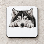 Alaskan Malamute Face coaster in white