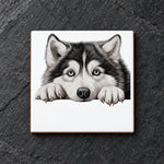 Alaskan Malamute Face ceramic coaster in white