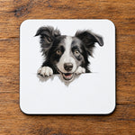 Border Collie Portrait coaster in white