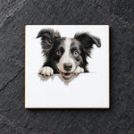 Border Collie Portrait ceramic coaster in white