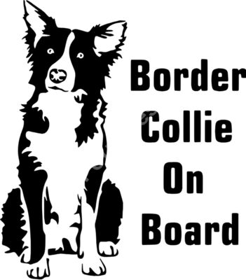 Border Collie In Board